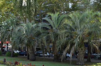 Flora Indígena en el Centro de Montevideo