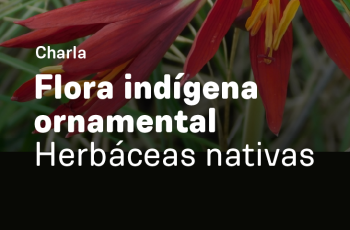 Charla Flora Indígena Ornamental, Herbáceas Nativas.