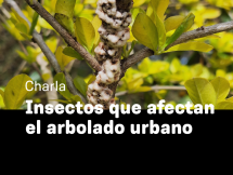 Charla "Insectos que afectan el arbolado urbano"